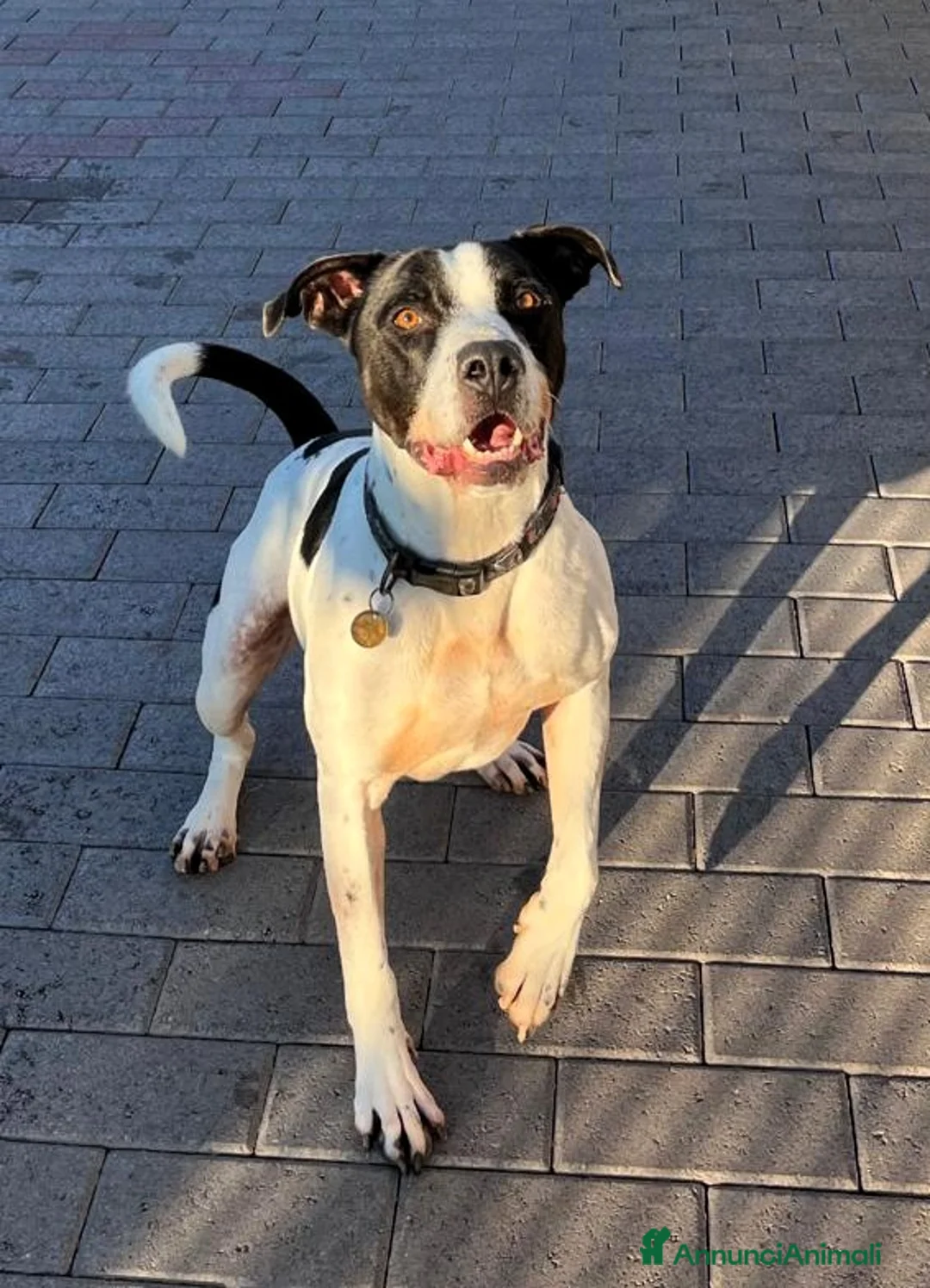 Meticcio cani in regalo: BLACK CERCA CASA - Annuncio 2