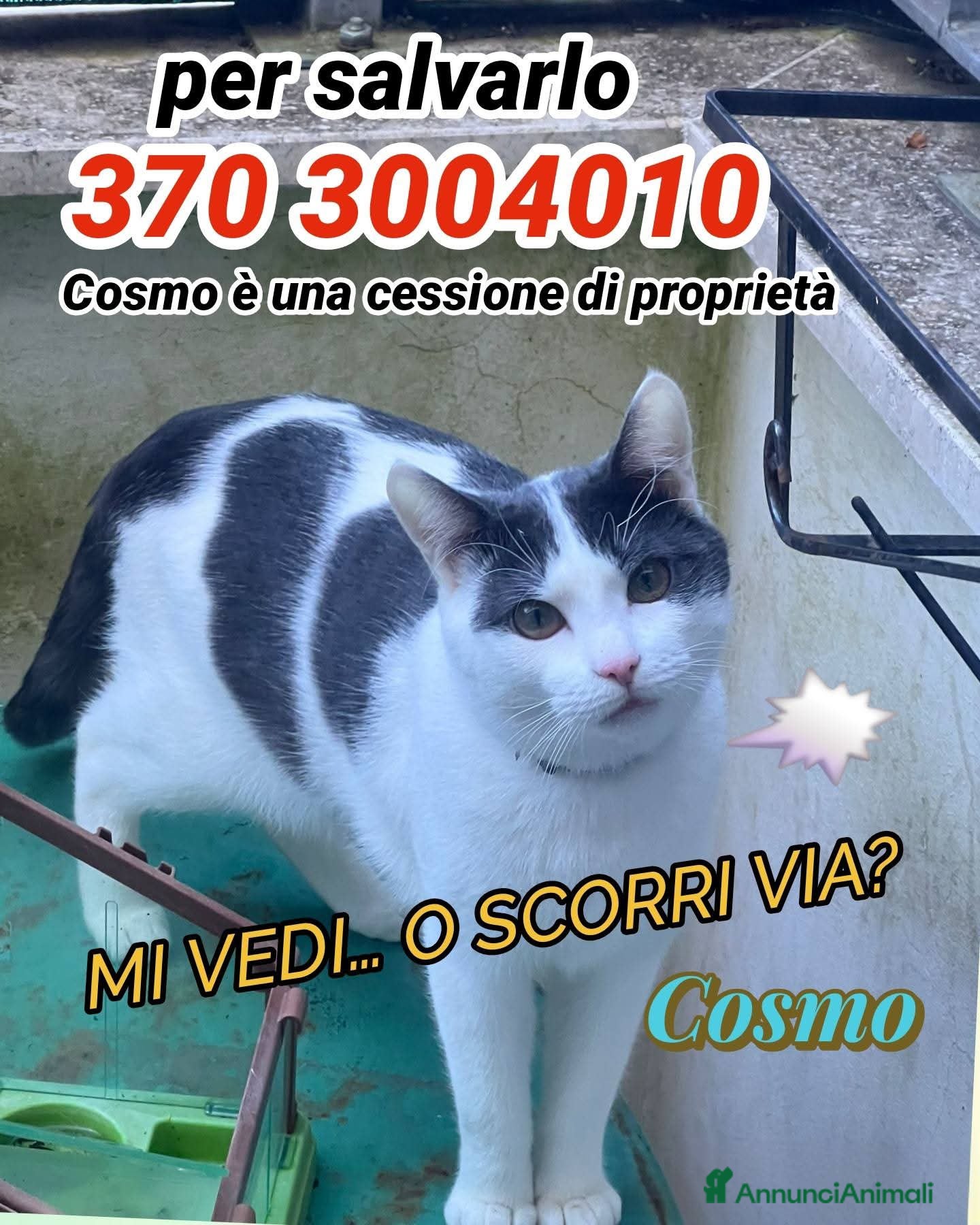 Europeo gatti COSMO E IL BIGLIETTO SENZA RITORNO  - Annuncio 2