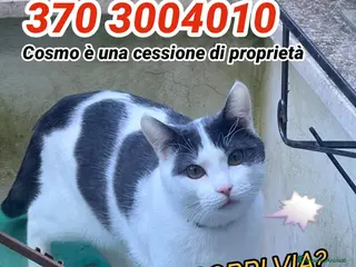 Europeo gatti COSMO E IL BIGLIETTO SENZA RITORNO - Annuncio 2