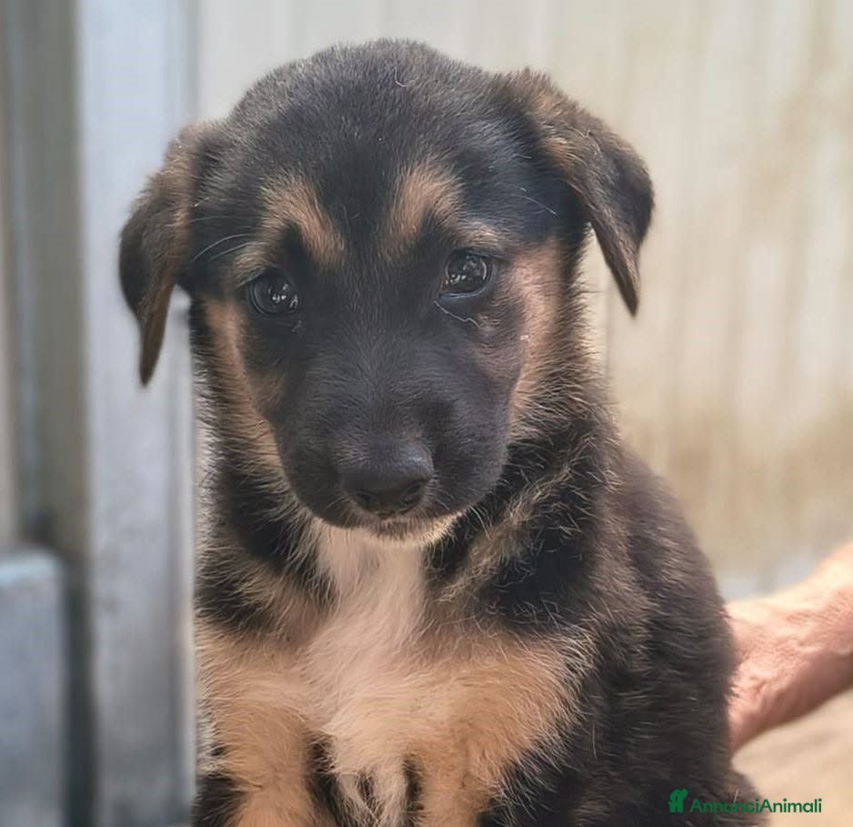 Meticcio cani PAMELA - Annuncio 1