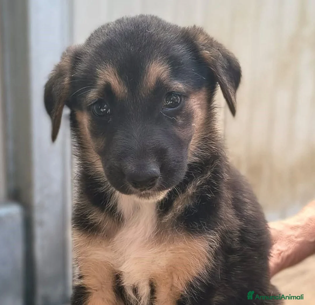 Meticcio cani in regalo: PAMELA - Annuncio 1