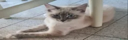 Ragdoll gatti in vendita: Cuccioli ragdoll maschi  - Annuncio 3