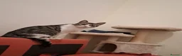Altre razze gatti in regalo: Mamma e figlia cercano casa  a Città Metropolitana di Firenze - Annuncio 5
