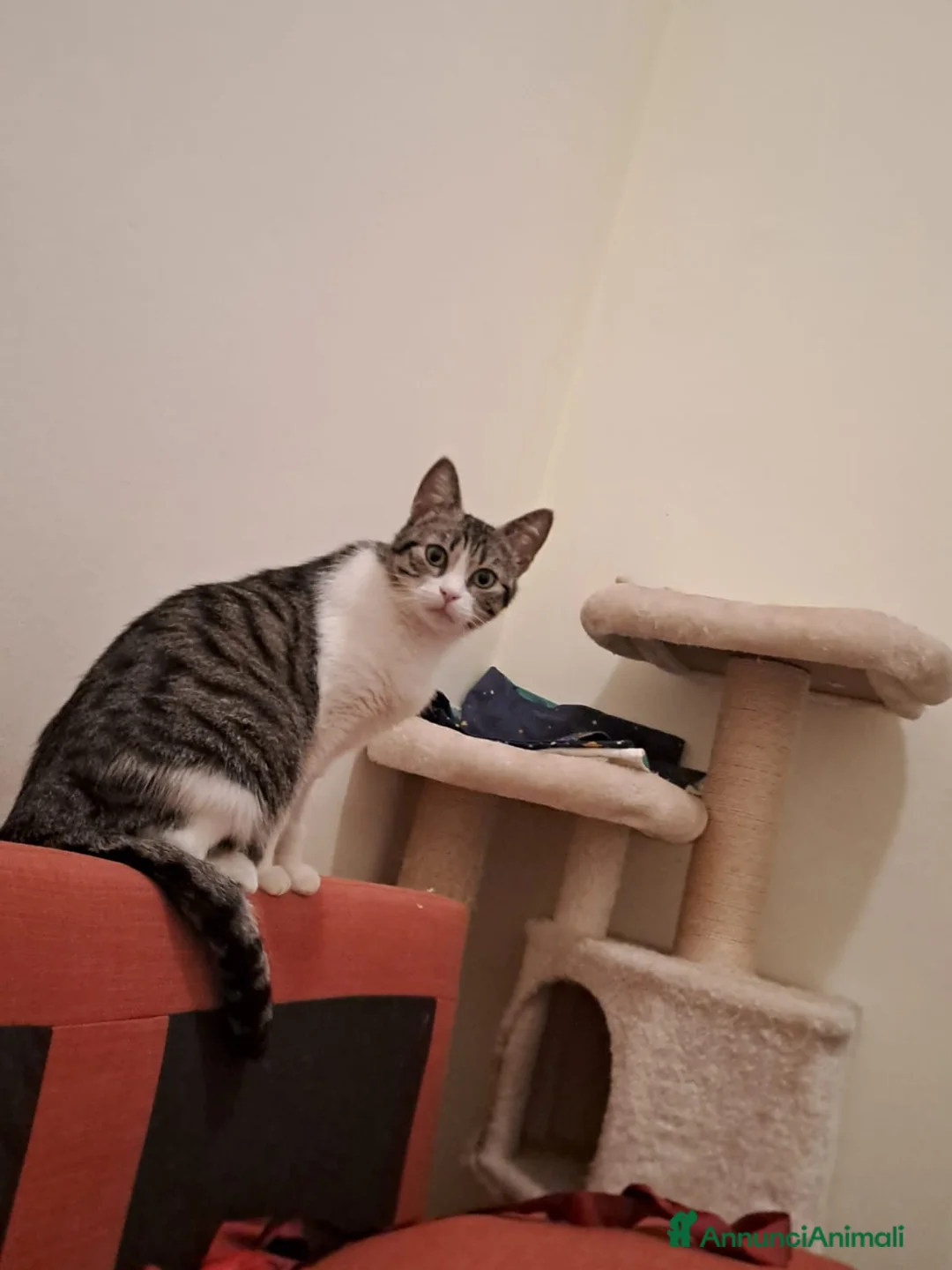 Altre razze gatti in regalo: Mamma e figlia cercano casa  a Città Metropolitana di Firenze - Annuncio 5