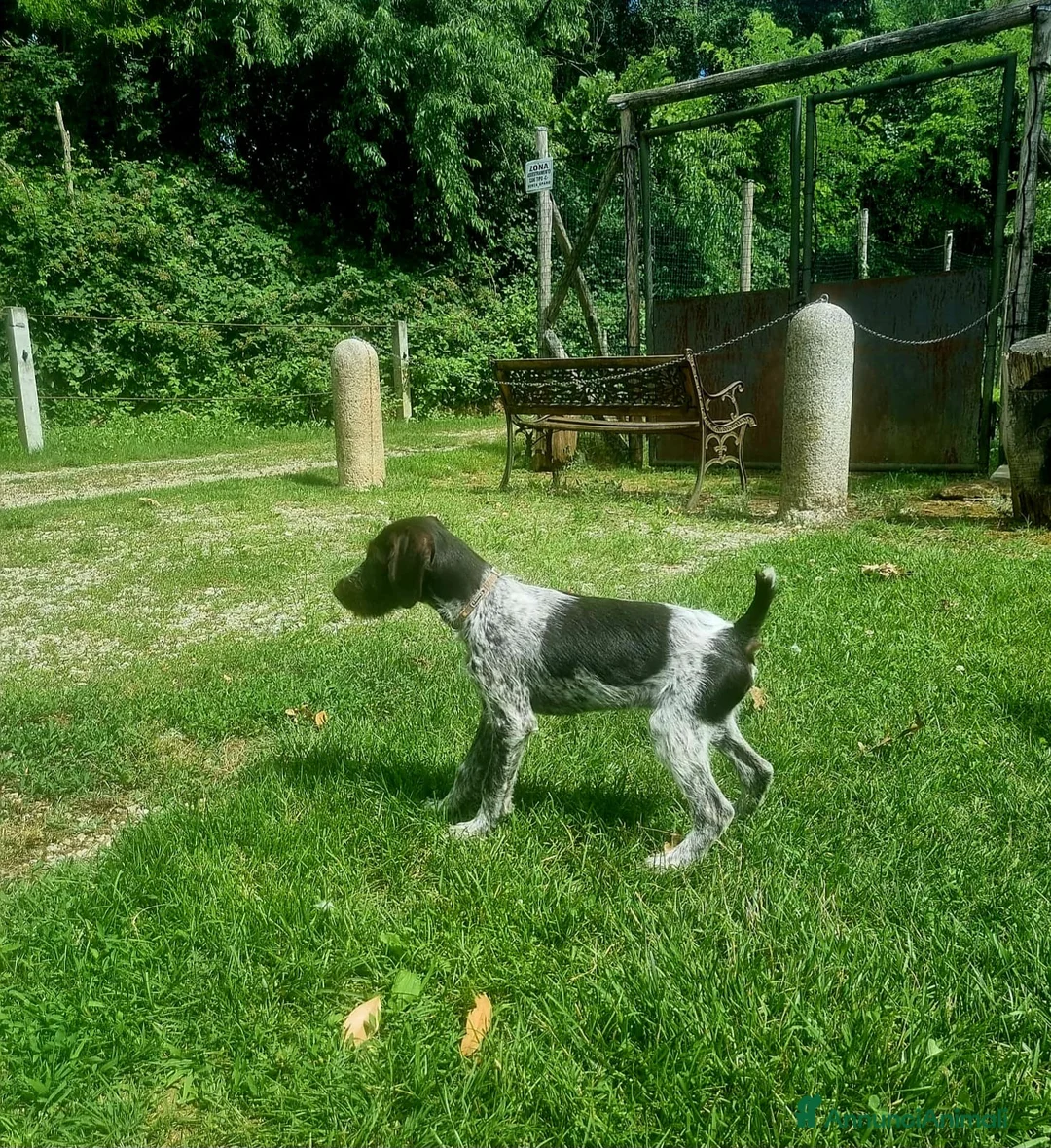 Drahthaar cani in vendita: Cucciolo bracco tedesco Drahthaar - Annuncio 6