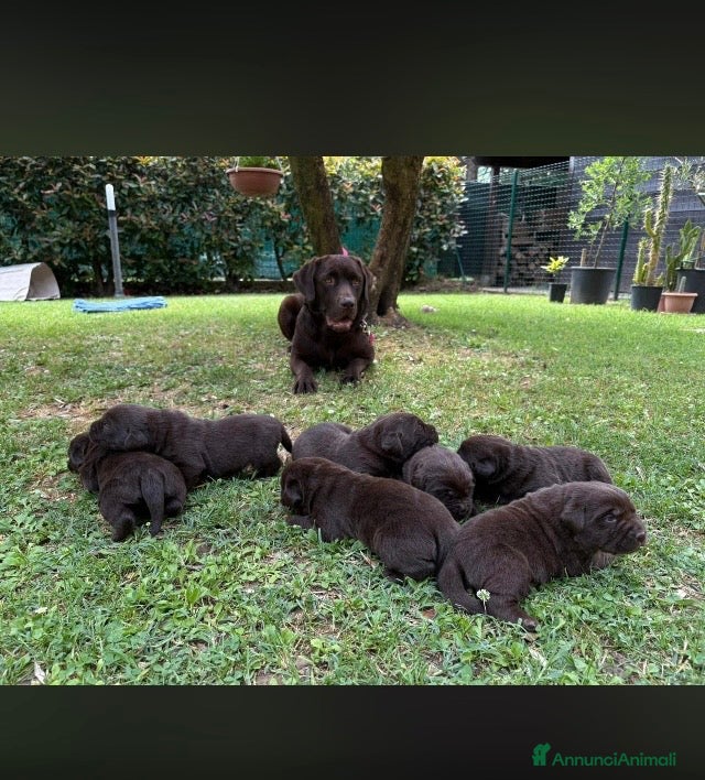Labrador cani Cuccioli  - Annuncio 1