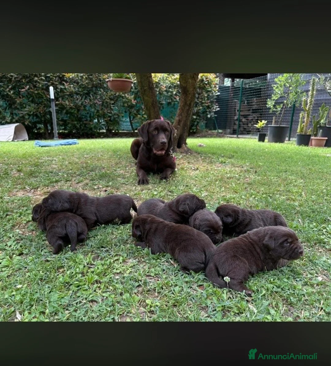Labrador cani in vendita: Cuccioli  a Provincia di Ravenna - Annuncio 1