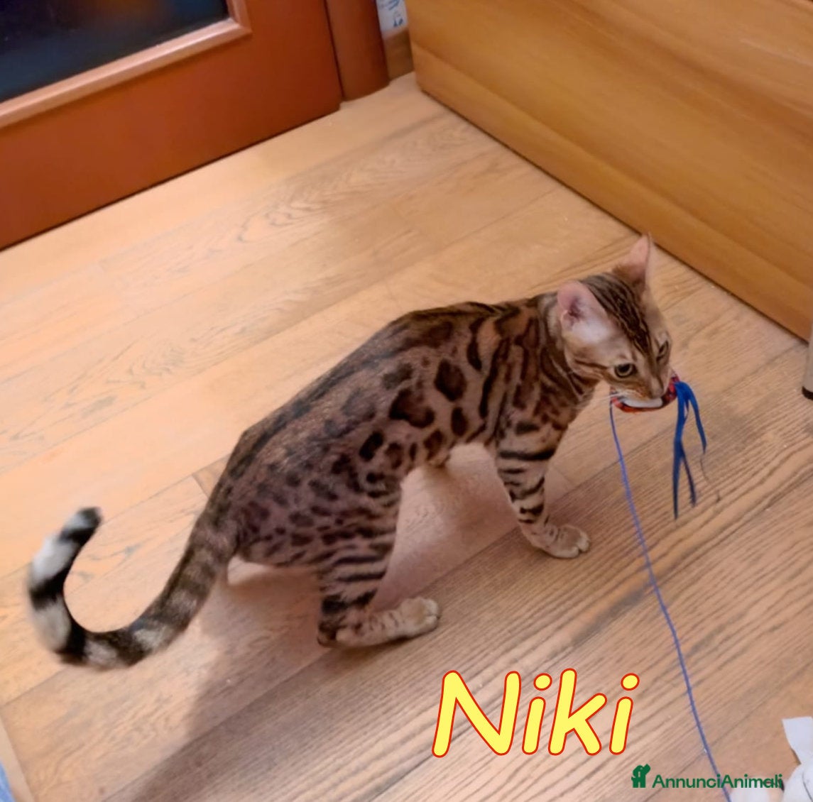 Bengala gatti NIKI DOLCISSIMA GATTINA BENGALA   - Annuncio 4