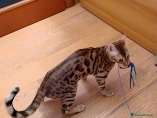 Bengala gatti NIKI DOLCISSIMA GATTINA BENGALA - Annuncio 1