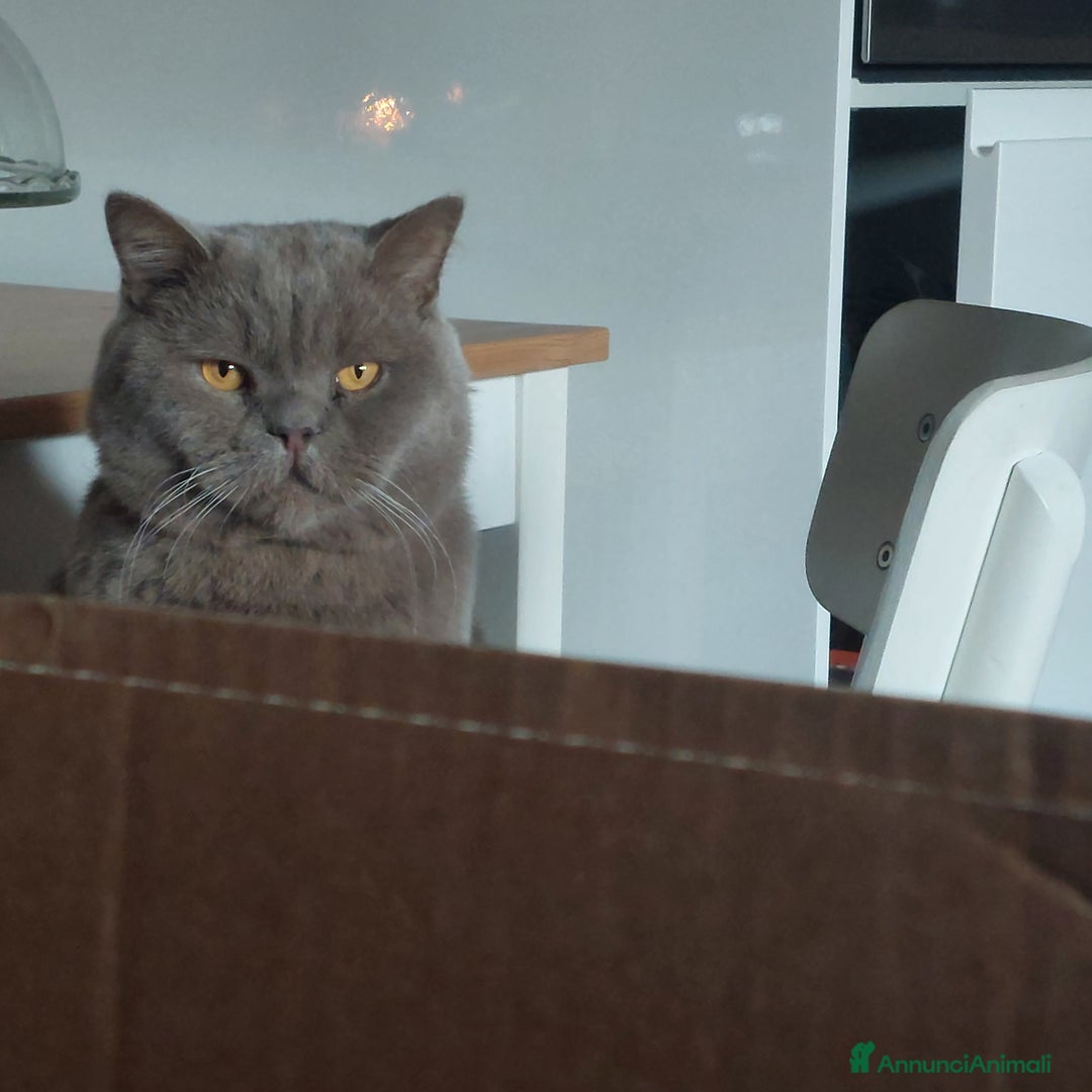 British gatti in regalo: Pippo cerca una famiglia - Annuncio 4