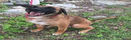 Meticcio cani in regalo: Maila 3 anni Taglia media contenuta  - Annuncio 3