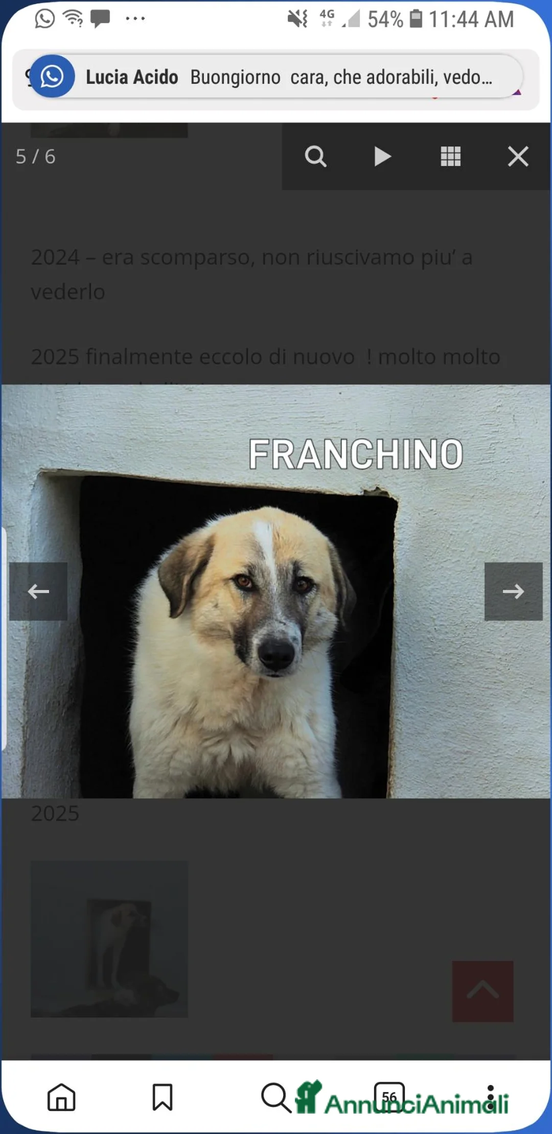 Meticcio cani in regalo: Adozione d'amore a Provincia autonoma di Bolzano - Alto Adige - Annuncio 2
