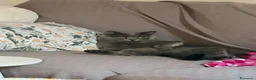 Scottish gatti per accoppiamento: Scottish Straight grigio per monta - Annuncio 7