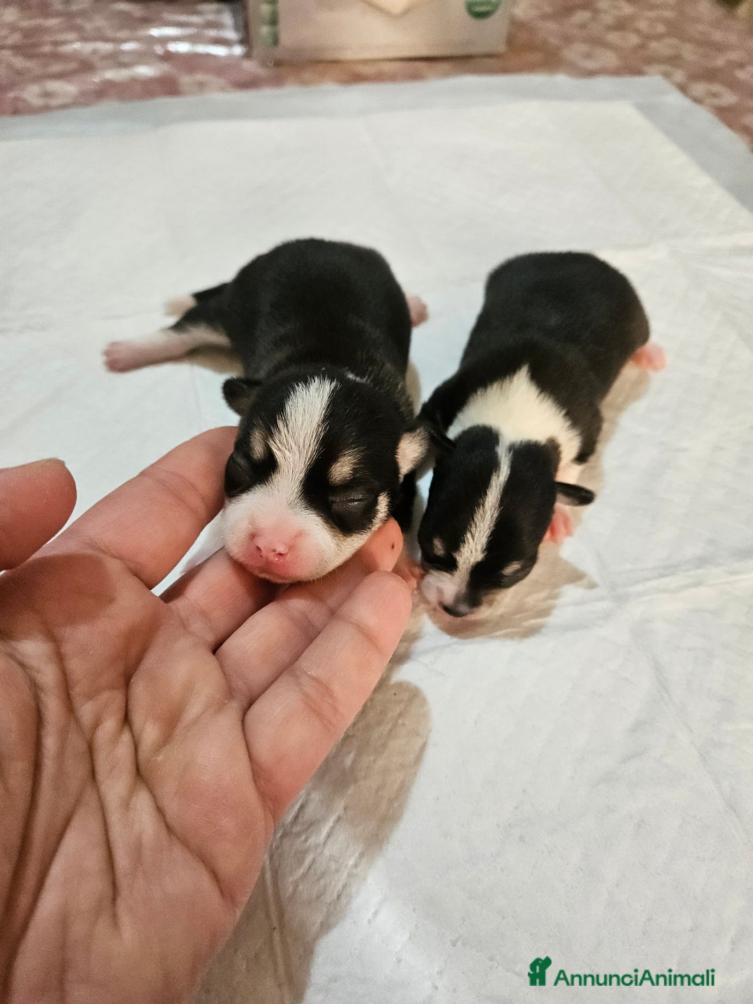 Chihuahua cani in vendita: Chihuahua toy  - Annuncio 2