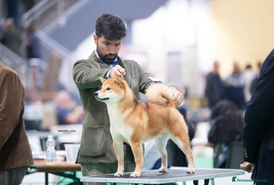 Shiba Inu cani in vendita: Shiba inu cuccioli  - Annuncio 12