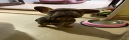 Bulldog Francese cani in vendita: Buldog - Annuncio 3
