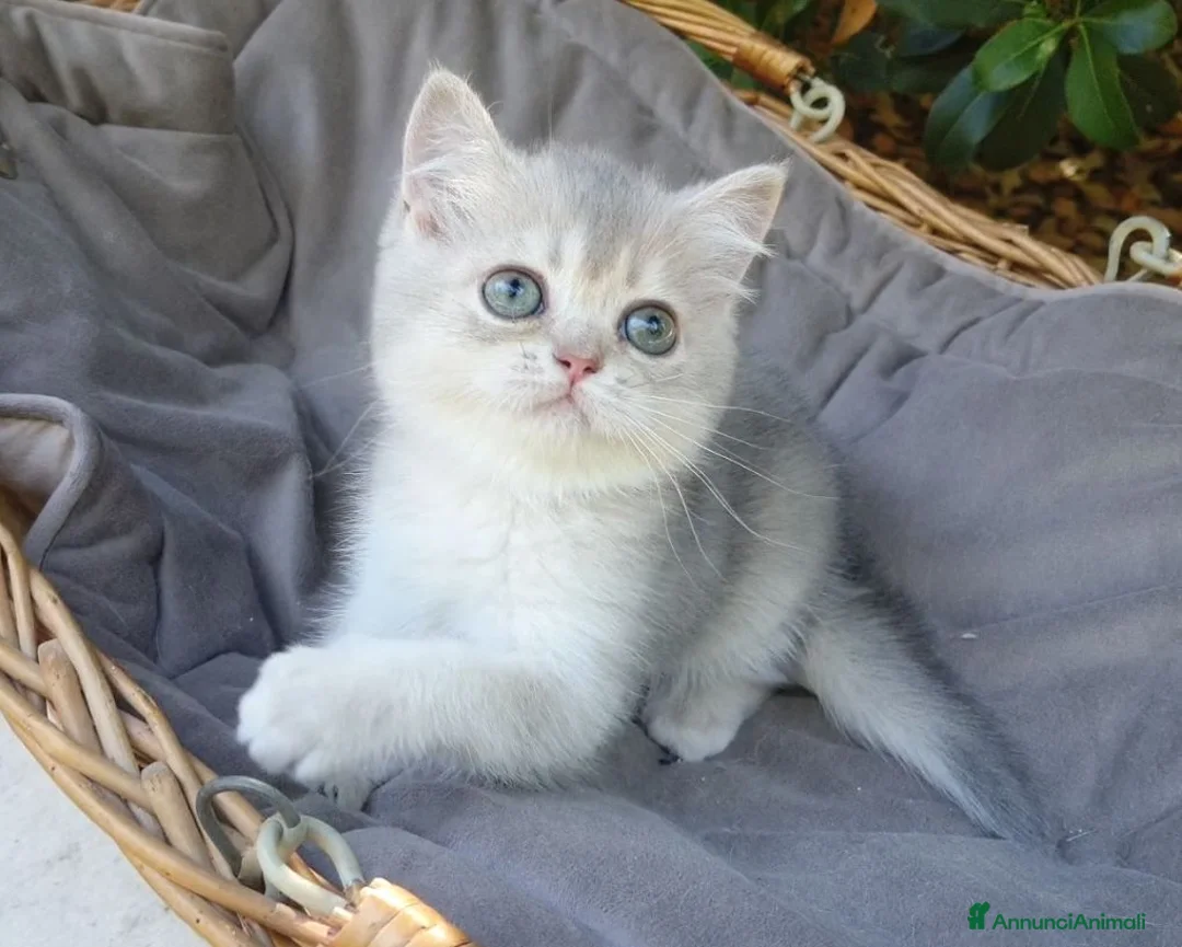 Scottish gatti in vendita: Gattini Scottish Straight e Fold - Annuncio 2