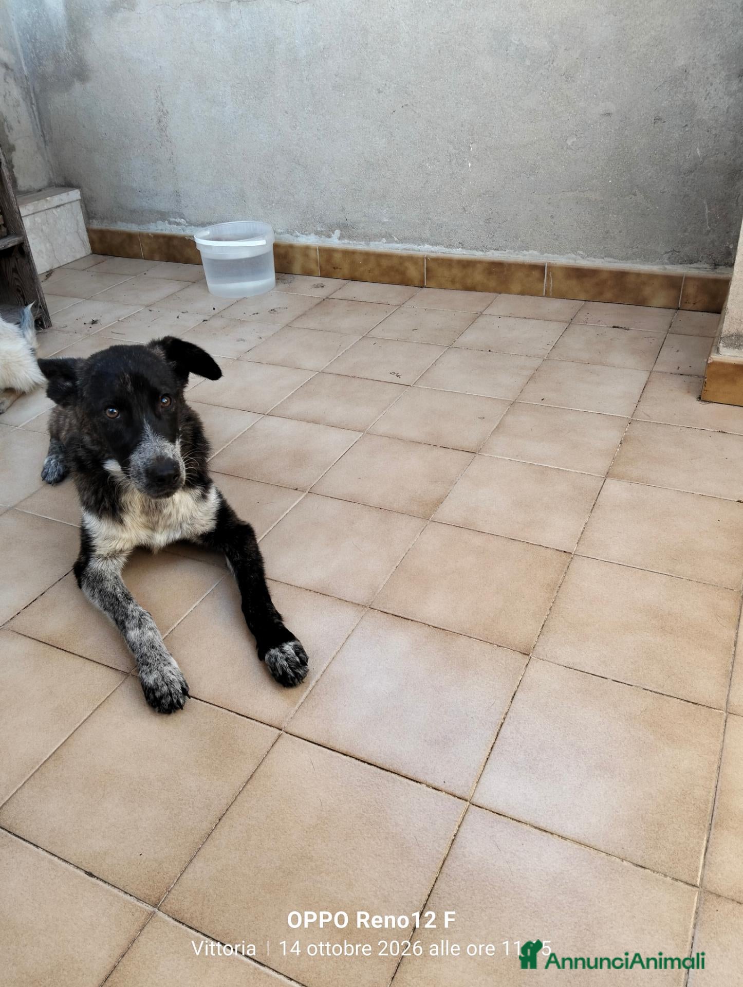 Meticcio cani Cucciola affettuosissima - Annuncio 1
