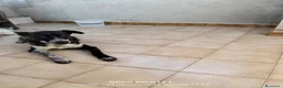 Meticcio cani in regalo: Cucciola affettuosissima a Libero consorzio comunale di Ragusa - Annuncio 1