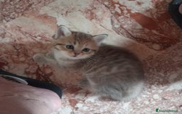 Scottish gatti in vendita: Gattini Scottish Straight  a Provincia di Modena - Immagine 25