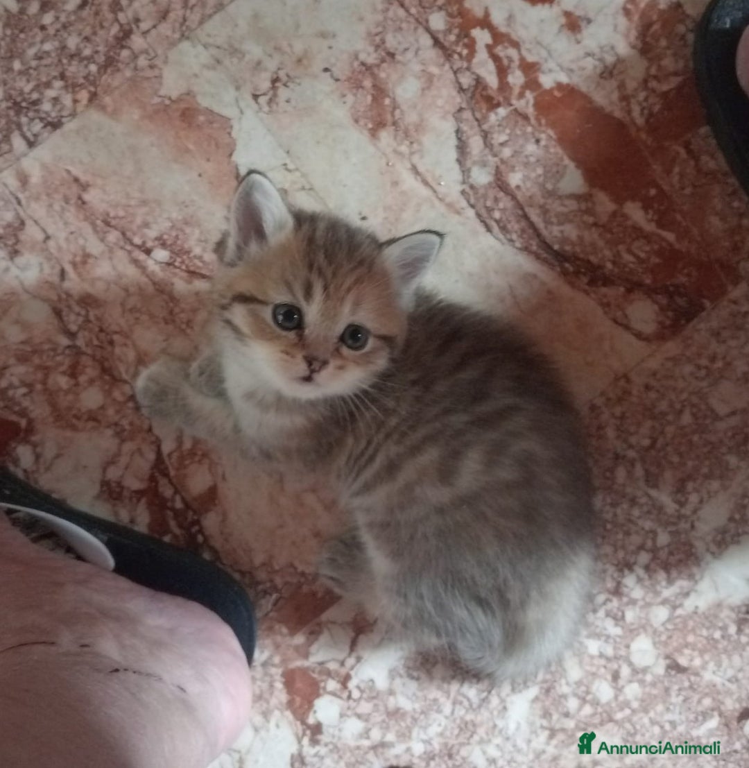 Scottish gatti in vendita: Gattini Scottish Straight  a Provincia di Modena - Immagine 25