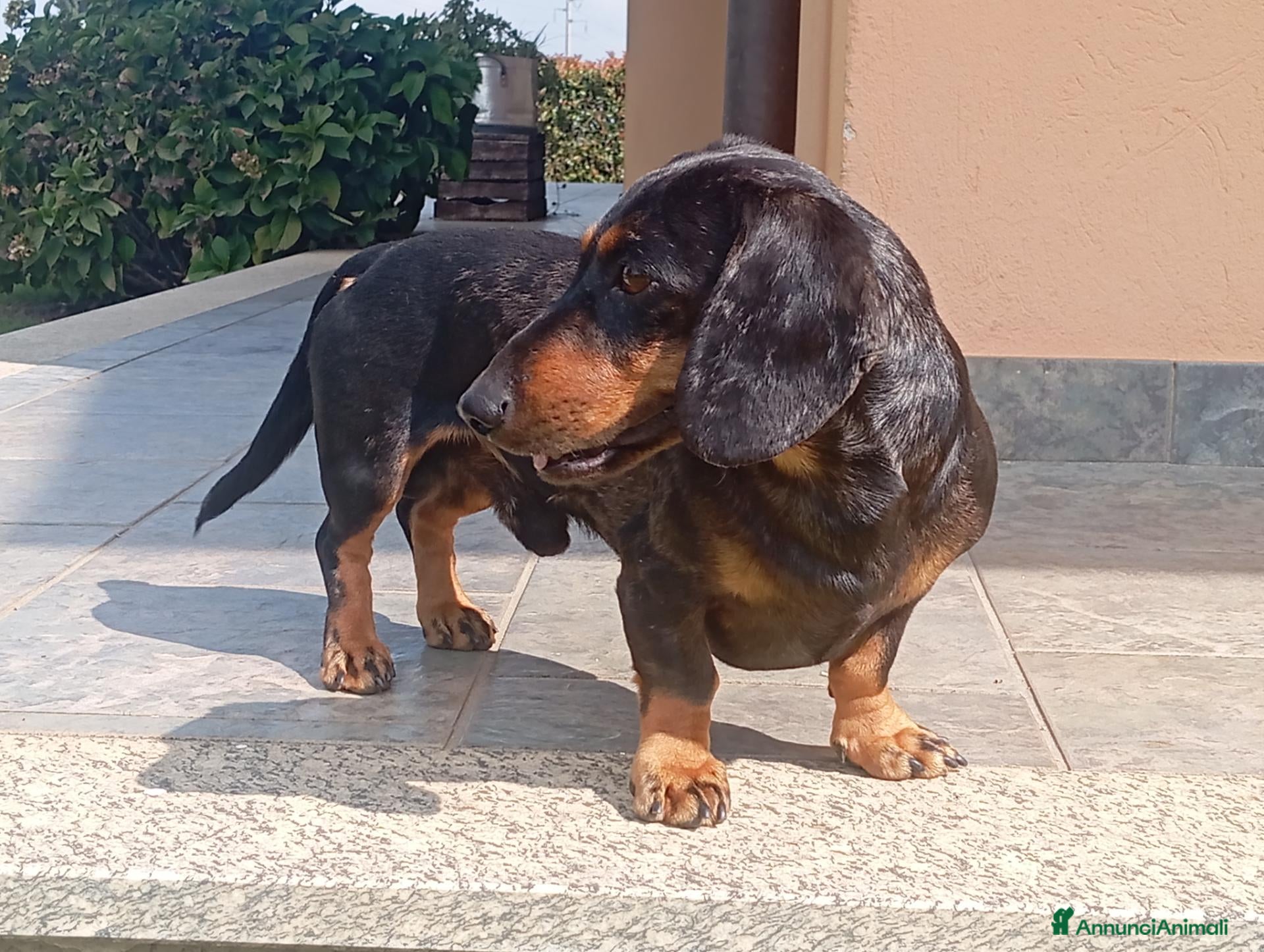 Bassotto Nano cani Bassotto kaninchen Arlecchino accoppiamento  - Annuncio 1