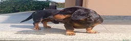 Bassotto Nano cani per accoppiamento: Bassotto kaninchen Arlecchino accoppiamento  - Annuncio 1