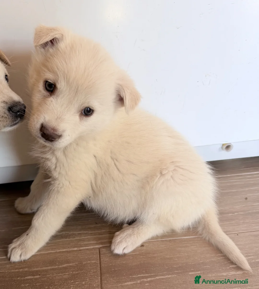 Meticcio cani in regalo: Falena - Annuncio 4