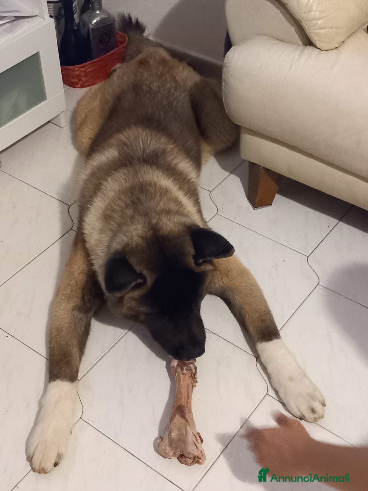 Akita Americano cani Akita americano - Annuncio 15