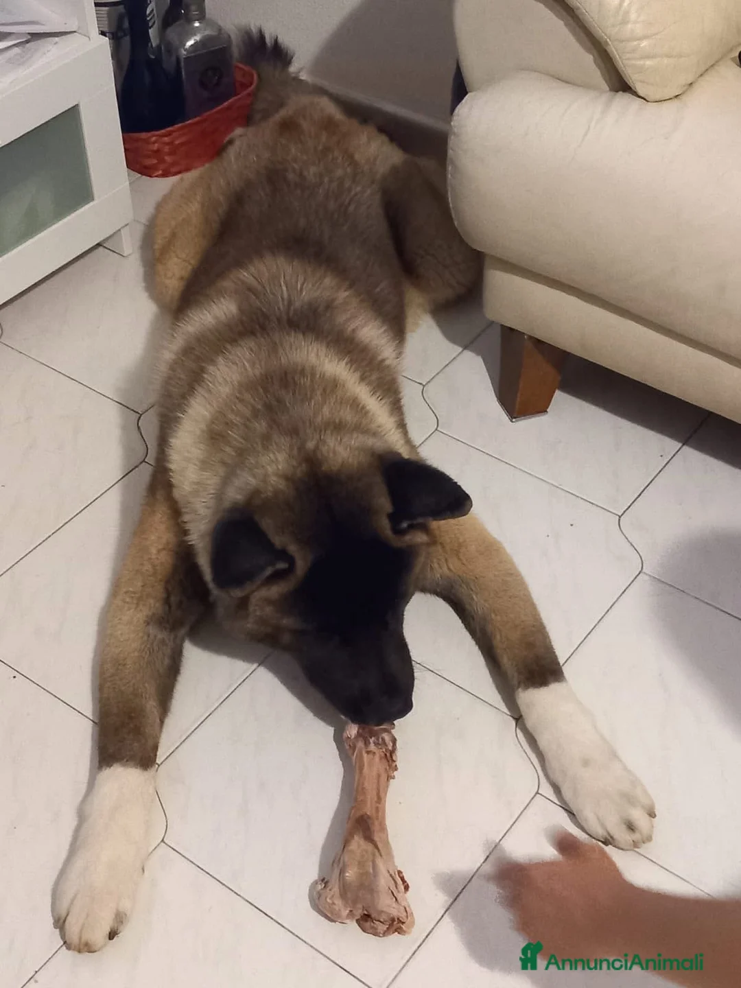 Akita Americano cani in vendita: Akita americano a Provincia di Cosenza - Annuncio 1