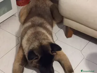 Akita Americano cani Akita americano - Annuncio 15