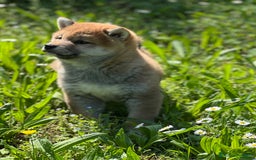 Shiba Inu cani in vendita: Shiba inu cuccioli  a Province of Pavia - Immagine 17