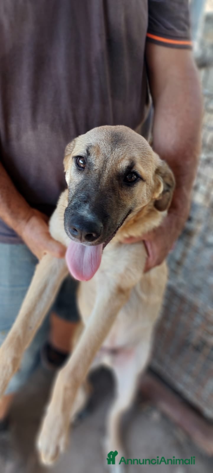 Meticcio cani Mix pastorini sui 5mesi IN PERICOLO!!SOS CAGLIARI - Annuncio 37