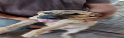 Meticcio cani in regalo: Mix pastorini sui 5mesi IN PERICOLO!!SOS CAGLIARI - Annuncio 1