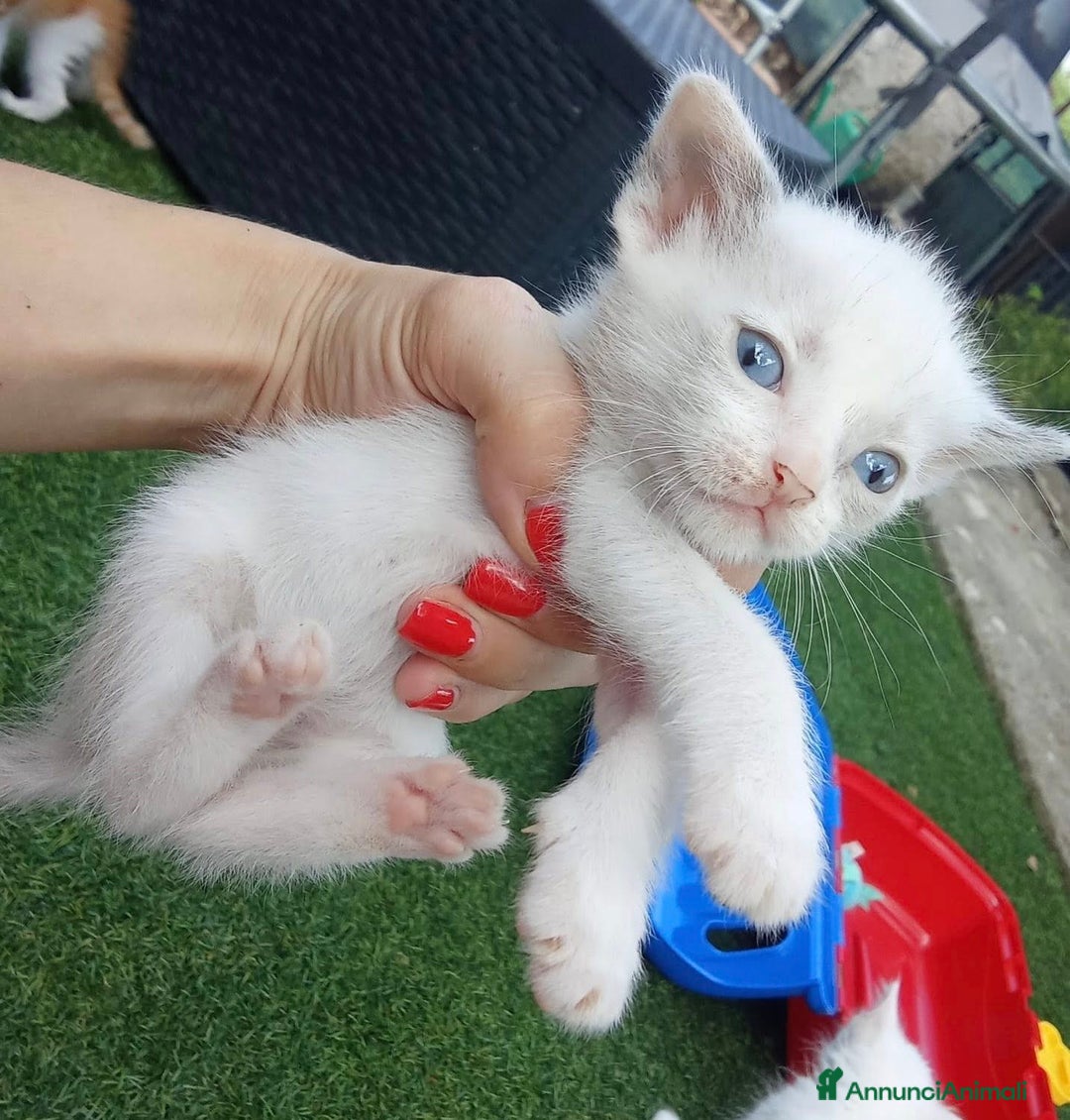 Altre razze gatti in regalo: PIOGGIA E TEMPESTA a Città metropolitana di Roma Capitale - Annuncio 2