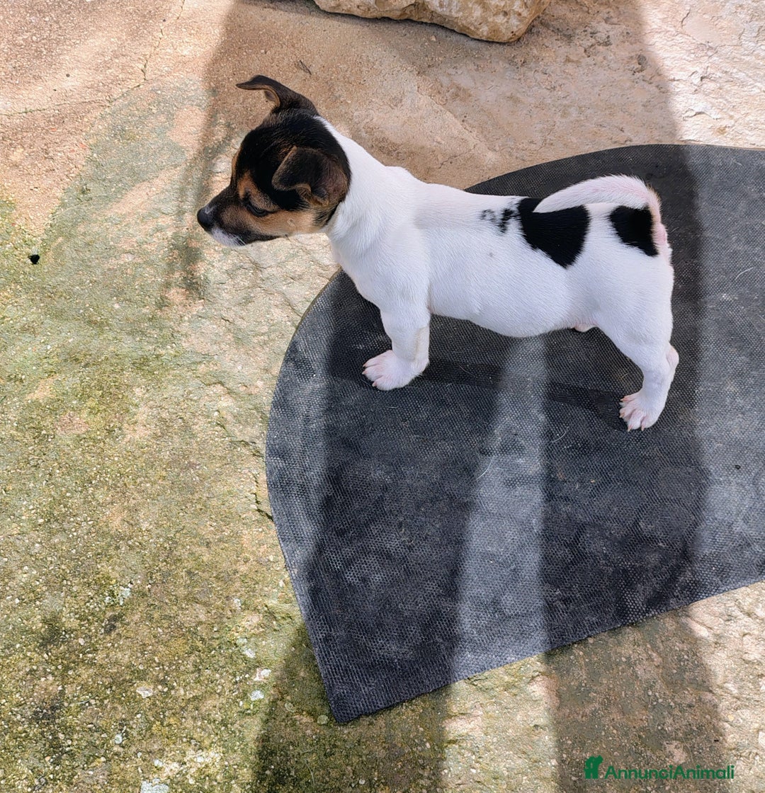 Jack Russell cani in vendita: Cuccioli jack russel  - Annuncio 7