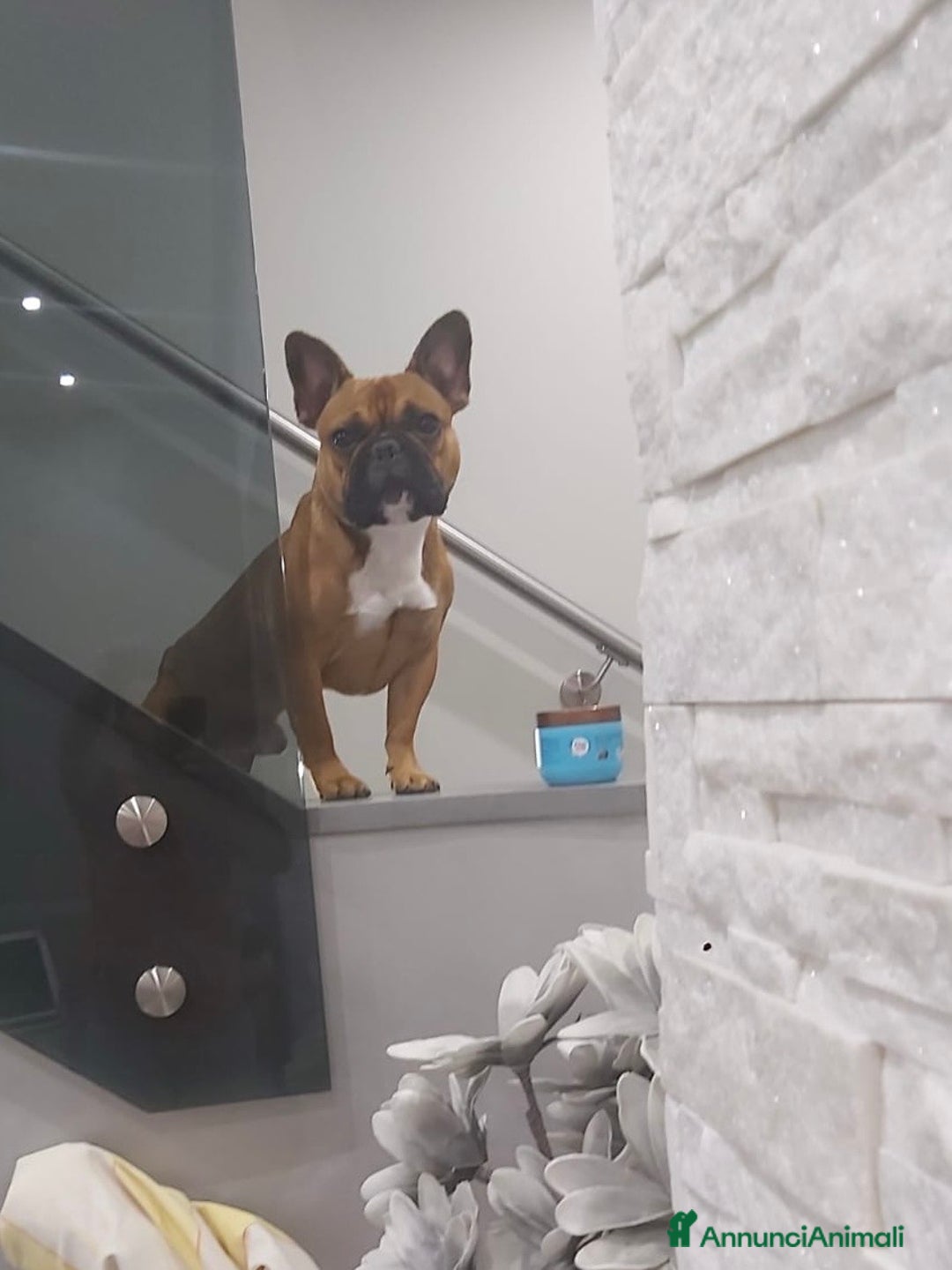 Bulldog Francese cani per accoppiamento: Nico in cerca di una fidanzatina  - Annuncio 1