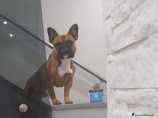 Bulldog Francese cani Nico in cerca di una fidanzatina - Annuncio 1