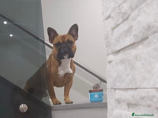 Bulldog Francese cani Nico in cerca di una fidanzatina - Annuncio 2