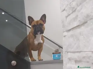 Bulldog Francese cani Nico in cerca di una fidanzatina - Annuncio 5