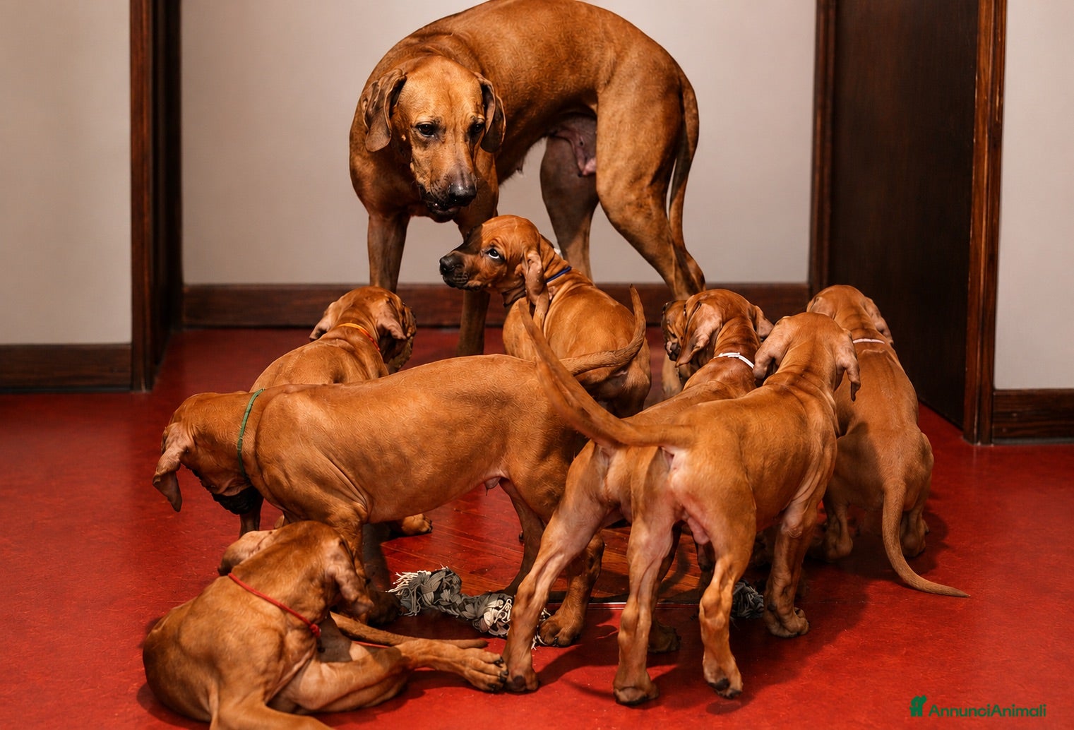 Rhodesian Ridgeback cani Wid Gees Litter - Rhodesian Ridgeback ENCI  - Annuncio 1