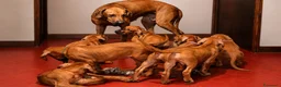 Rhodesian Ridgeback cani in vendita: Cuccioli Rhodesian Ridgeback con Pedigree ENCI - Annuncio 2