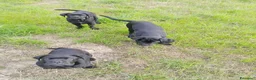 Cane Corso cani in vendita: Cuccioli Corso a Provincia di Mantova - Annuncio 1