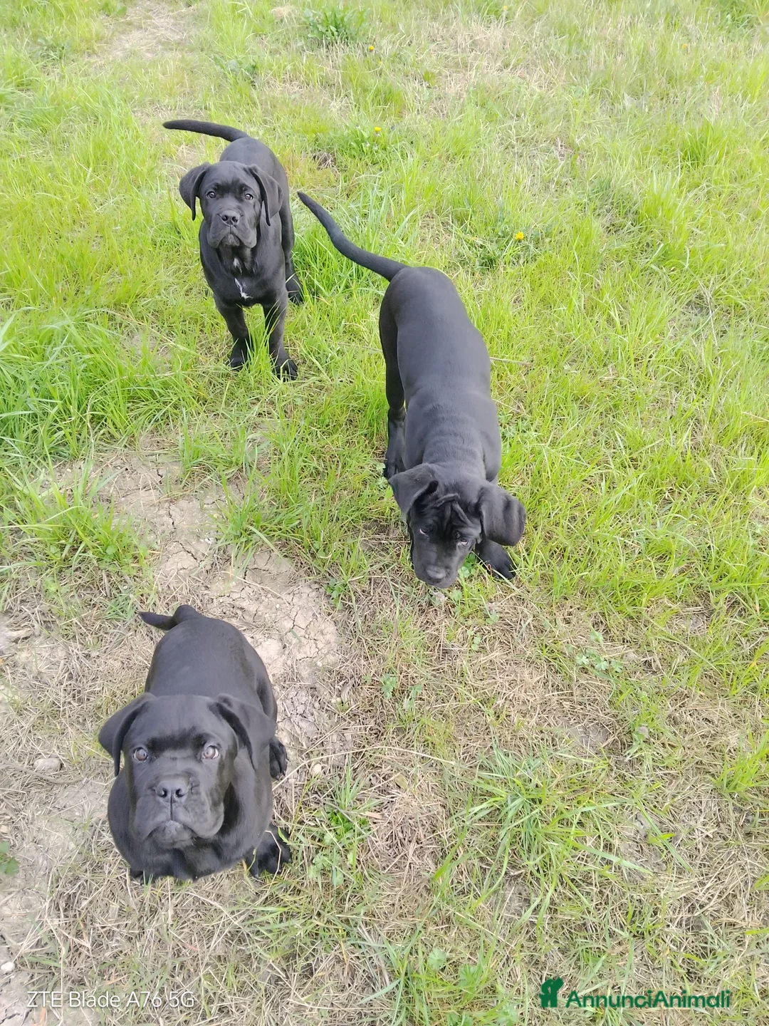 Cane Corso cani in vendita: Cuccioli Corso a Provincia di Mantova - Annuncio 1