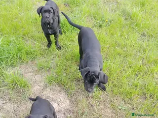 Cane Corso cani Cuccioli Corso - Annuncio 6