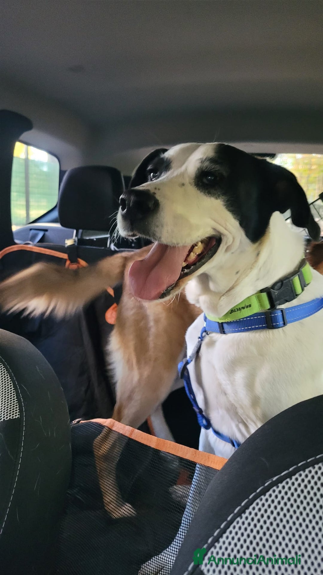 Meticcio cani in regalo: Splendida meticcia - BELLA - Annuncio 5