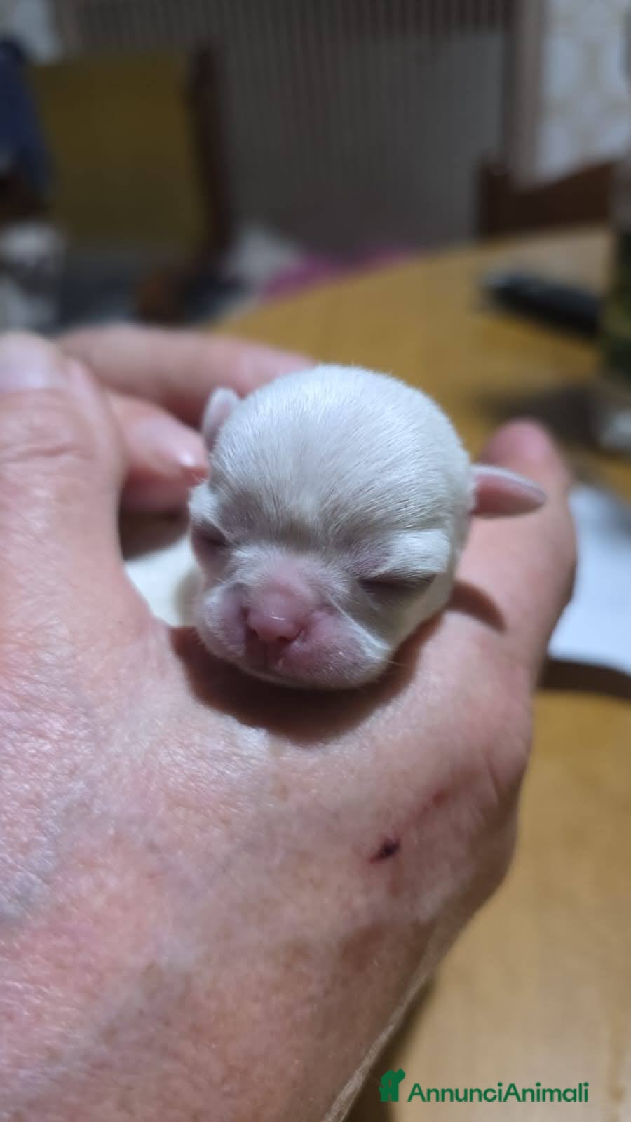 Chihuahua cani Chihuahua Pedigre certifica CAMPIONI INTERNAZIONA  - Annuncio 3