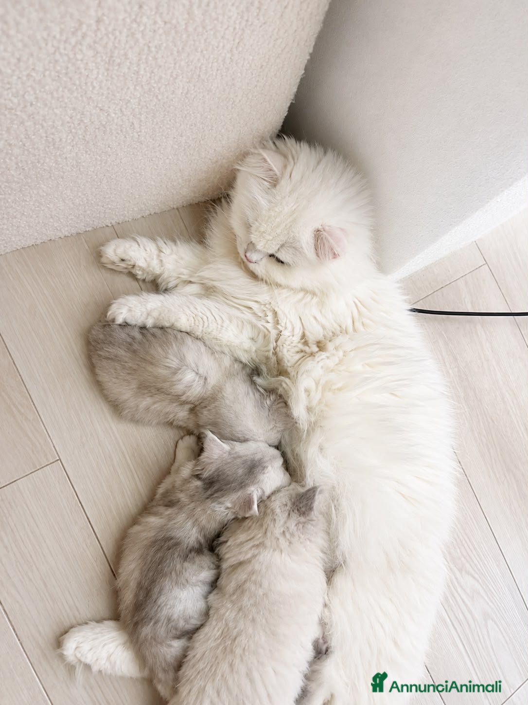 British gatti Cuccioli British Longhair - Annuncio 6