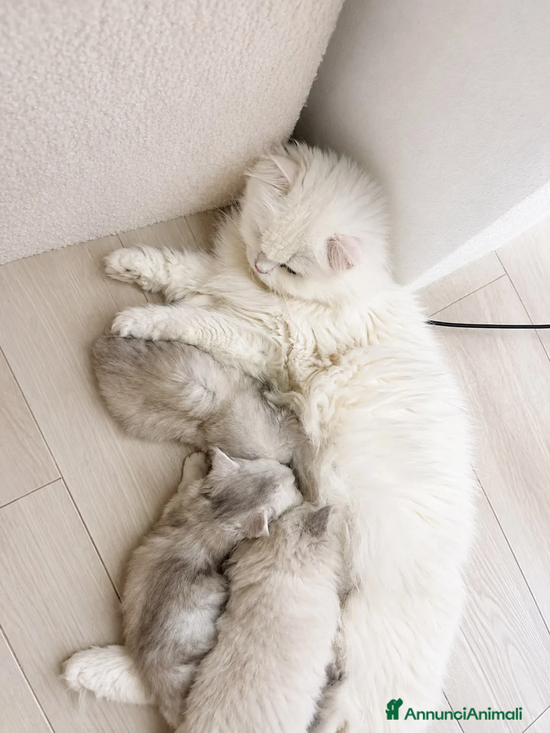 British gatti in vendita: Cuccioli British Longhair a Provincia di Alessandria - Annuncio 2