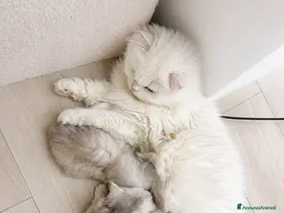 British gatti Cuccioli British Longhair - Annuncio 6